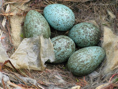 Posted June 1, 2009. . Raven eggs for sale usa